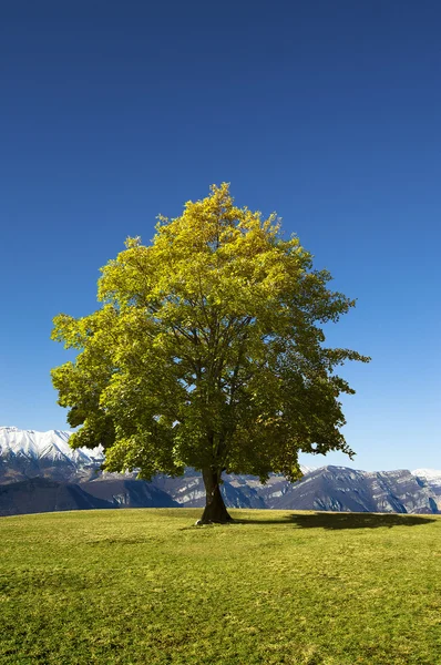 Árvore solitária no céu azul — Fotografia de Stock