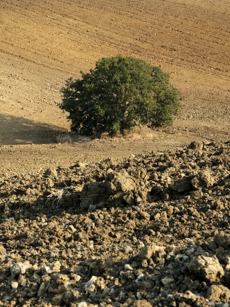 Stock image Alone tree