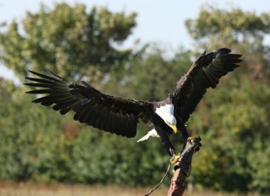 Bald Eagle clipart