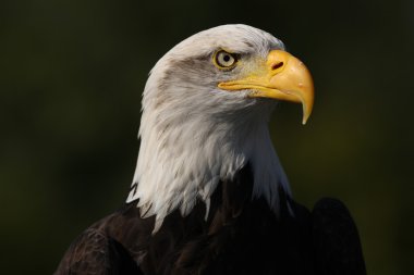 Bald Eagle clipart