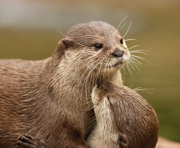Oriental Short Clawed Otters — Stock Photo, Image