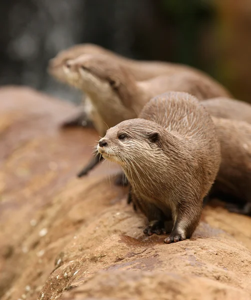 Oriental Short-Clawed Otters — Stock Photo, Image