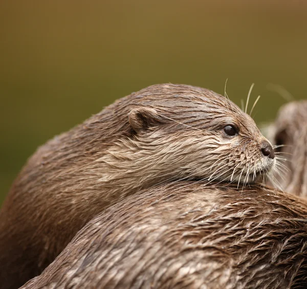 Oriental Short Clawed Otters — Stock Photo, Image