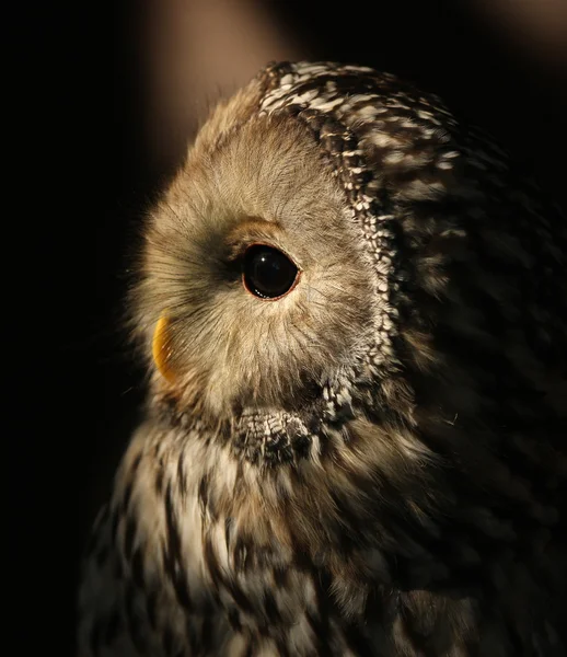Ural Owl — Stock Photo, Image