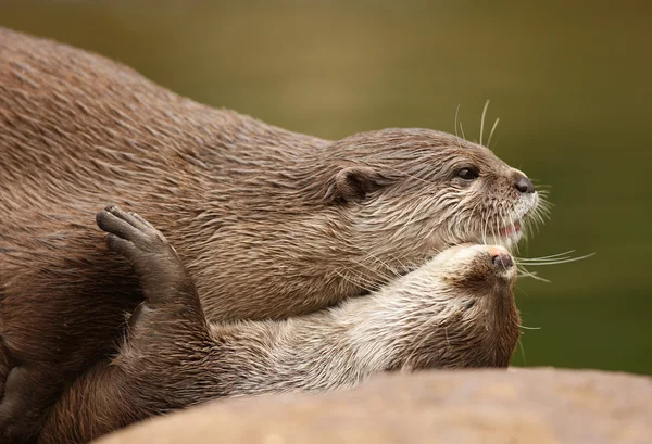 Oosterse korte klauwkikker otters — Stockfoto
