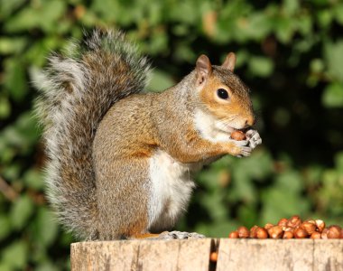 Grey Squirrel clipart