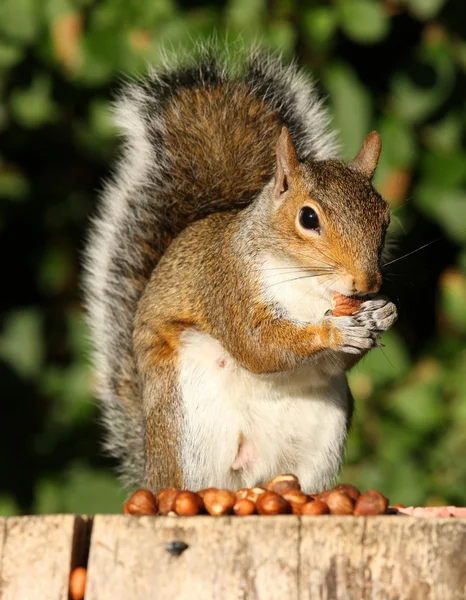 Szürke mókusok, am — Stock Fotó