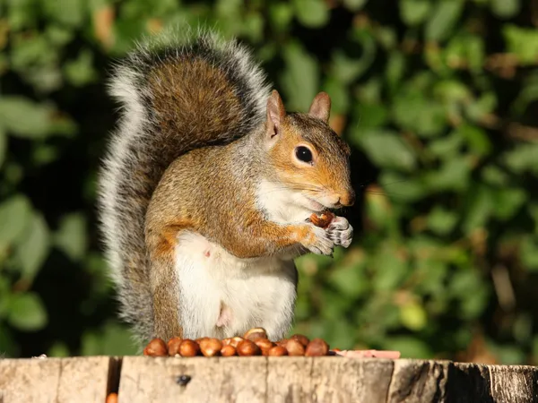 Szürke mókusok, am — Stock Fotó