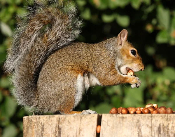 Grijze eekhoorn — Stockfoto