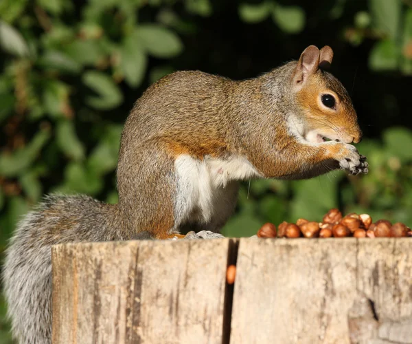 Portret van een grijze eekhoorn — Stockfoto