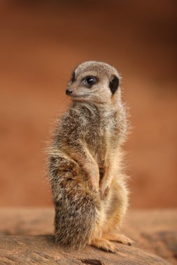 Meerkat clipart