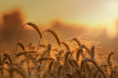 Fields of wheat clipart