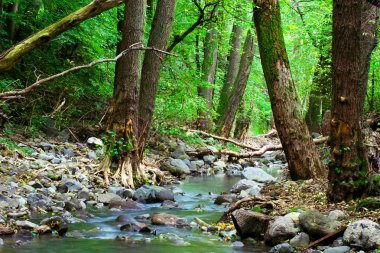 yosunlu taşlarla Mountain creek