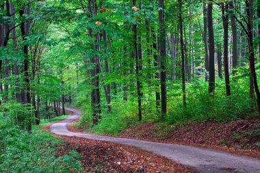 Green forest with pathway clipart