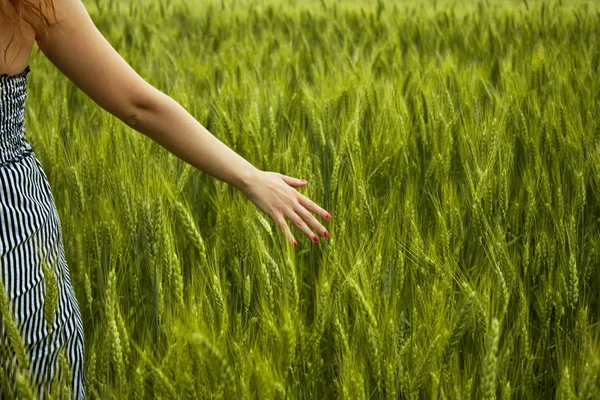 stock image Green spikelets with woman palms