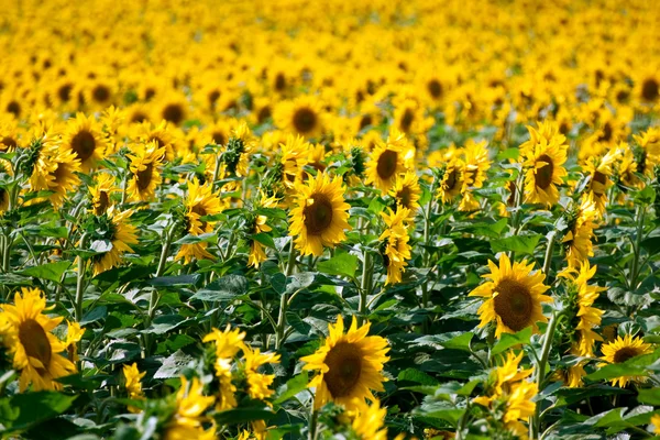 stock image Sunflowers field