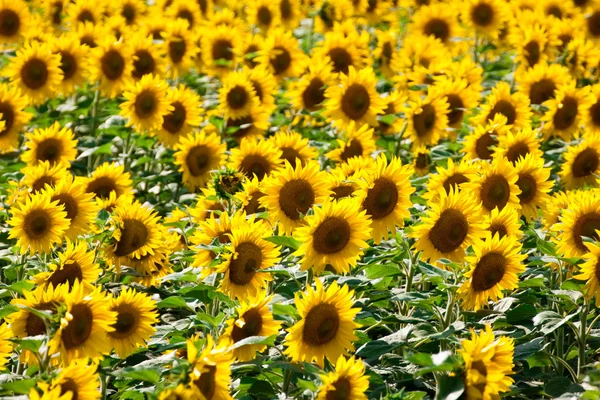 Stock image Sunflowers field