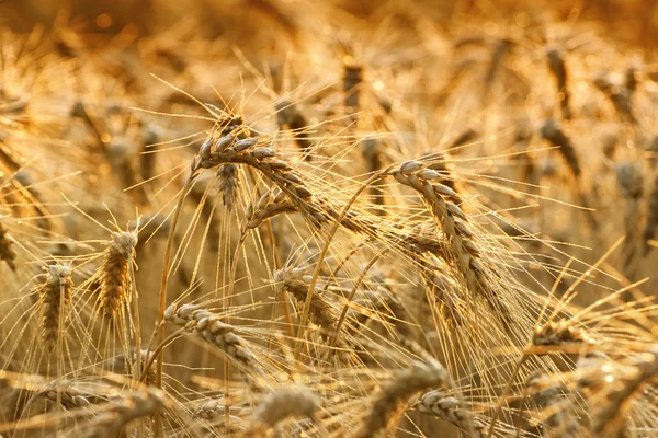 Fields of wheat — Stock Photo, Image