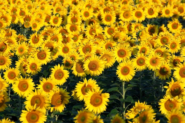 stock image Sunflowers field