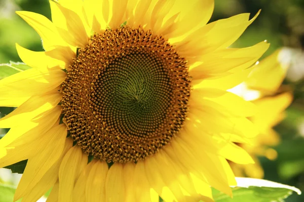 stock image Sunflowers field