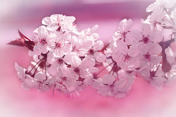 Wiosna kwiaty kwitnący wiśni — Zdjęcie stockowe
