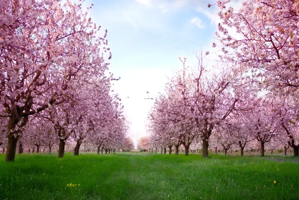 Весенние цветущие вишни — стоковое фото