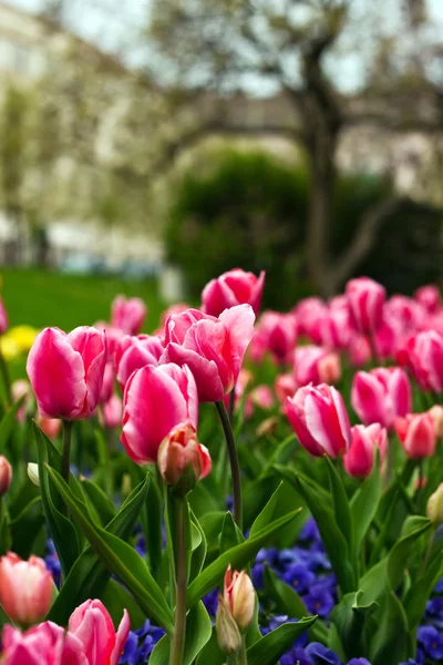 Colorful tulips flower — Stock Photo, Image