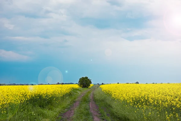 Wonderful golden rapeseed field — Stok fotoğraf