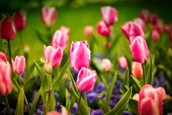 stock image Colorful tulips flower