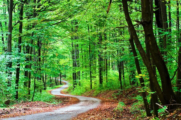 Zielony las z drogi — Zdjęcie stockowe