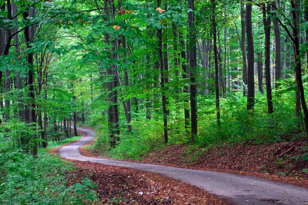 Floresta verde com caminho — Fotografia de Stock