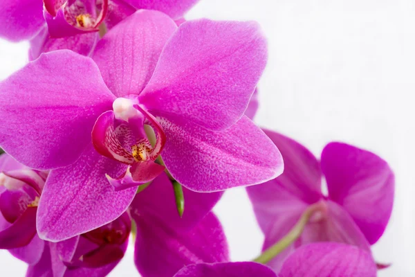 stock image Pink orchid flower