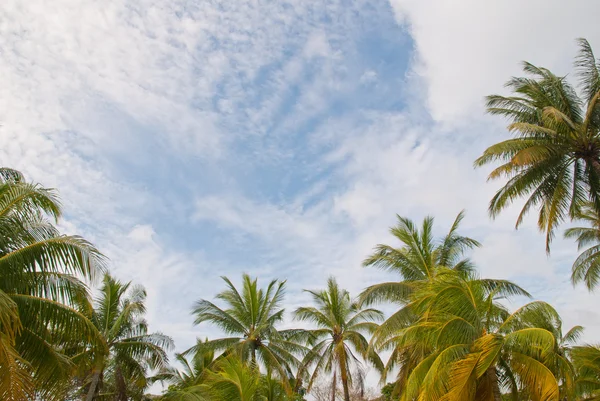 Coconut trees frame — Stock Photo, Image