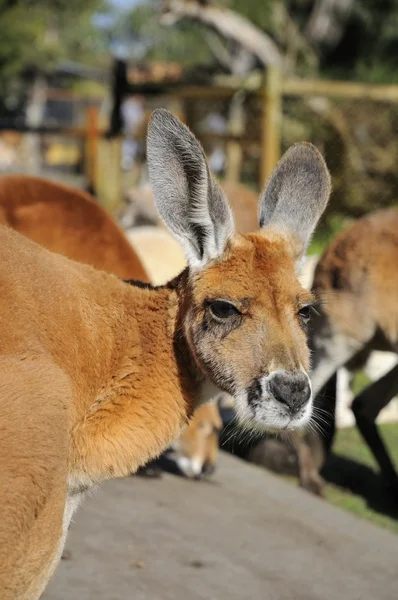 Brown kangaroo — Stock Photo, Image