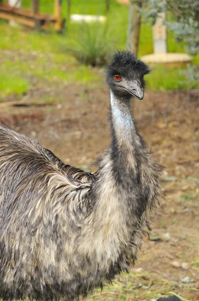 Velké emu — Stock fotografie