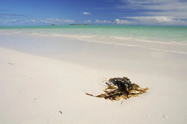 stock image Beautiful Indian Ocean