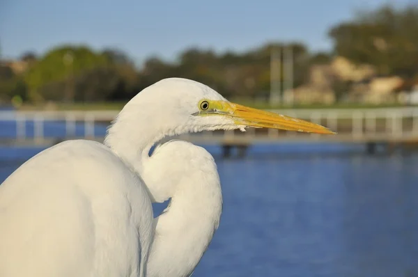 Ritratto di Grande Egret — Foto Stock
