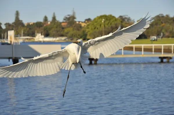 Grande Egret espalhando asas — Fotografia de Stock
