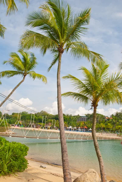 Высокие кокосовые деревья — стоковое фото