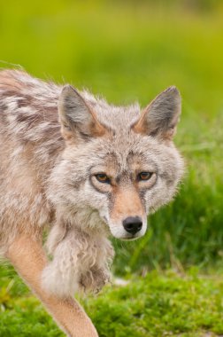 Alaskan red fox clipart