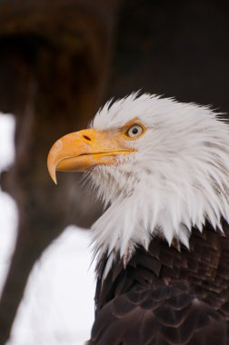 bald eagle portresi