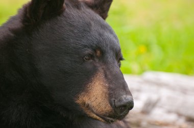 ayı closeup