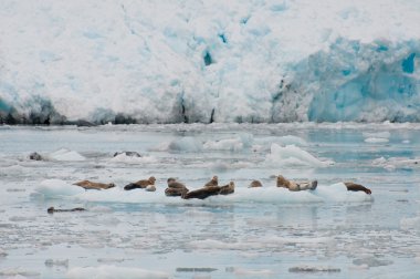 Seals on iceberg clipart