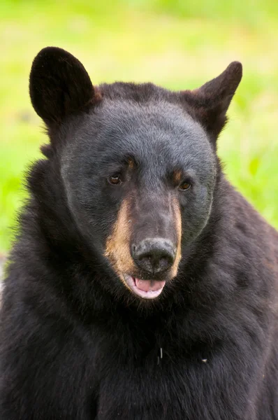 Obrovský černý medvěd — Stock fotografie