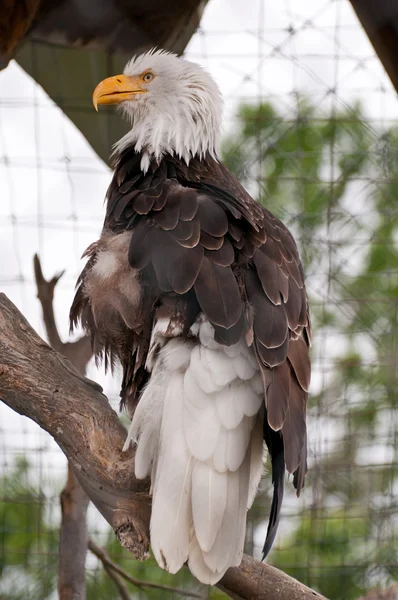Vultur chel — Fotografie, imagine de stoc