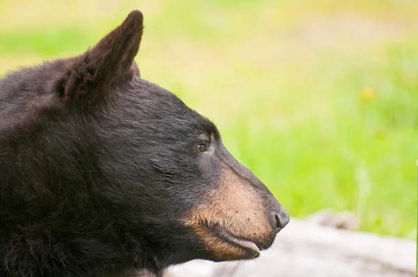 Boční pohled na černý medvěd — Stock fotografie