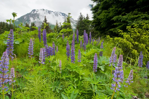 Purple květiny a hory — Stockfoto