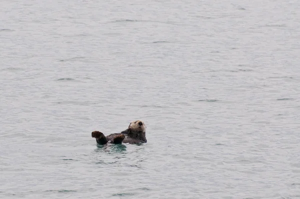 stock image Sea otter