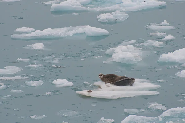 stock image Wild seals