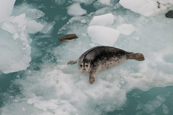 Fecho da foca selvagem — Fotografia de Stock
